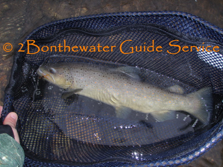 stocked brown trout, fly fishing, crawfish, crayfish, fall trout fishing