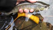 wild brown trout, class A waters, delayed harvest fishing