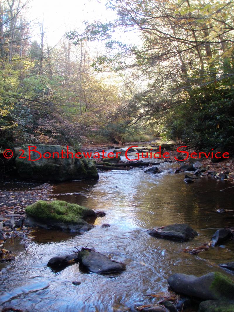 wild trout fishing, wild brook trout fishing, Fly Fishing, Dry Fly fishing