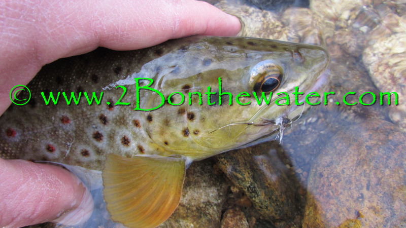 wild brown trout, dry fly