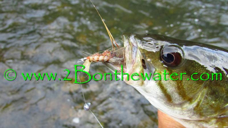 teeny crawfish, schuylkill river, smallmouth bass, gurgler
