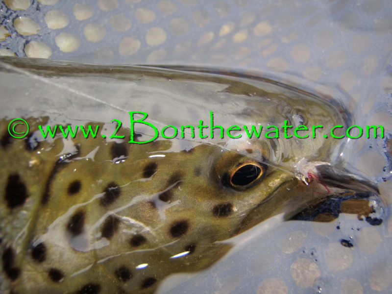 brown trout, manatawny creek, Hendrickson emerger, hendo emerger