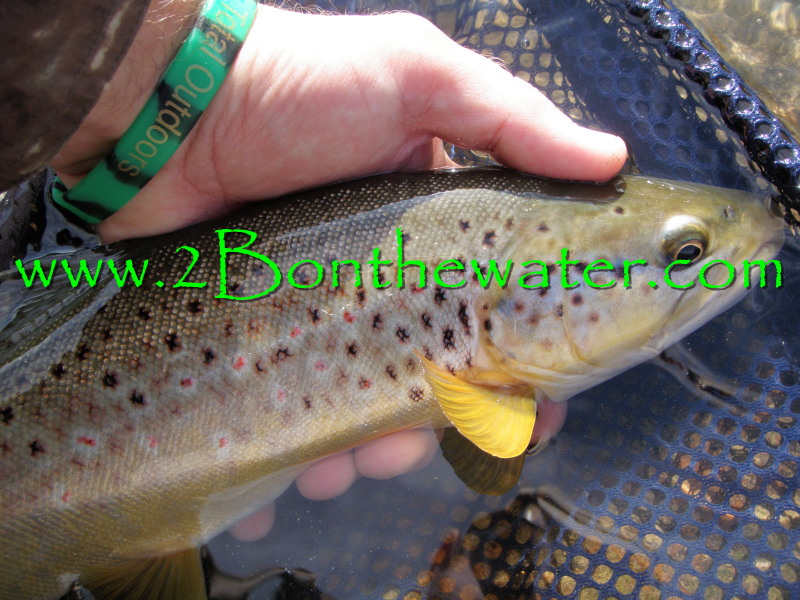 Penns Creek, wild brown trout, sulphur, march brown, emerger, wet fly, grannom