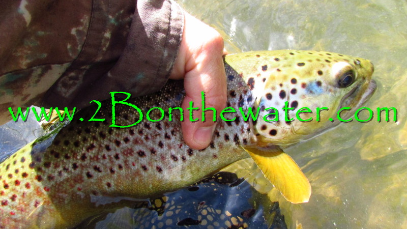 penns creek, wild brown trout, sulphur, march brown, fly fishing