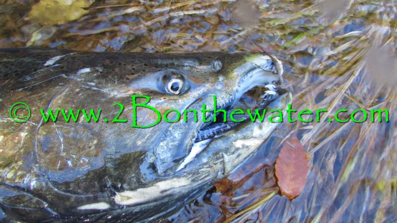 salmon river, death stonefly, dss streamer, pulaski ny, stonefly, salmon fishing