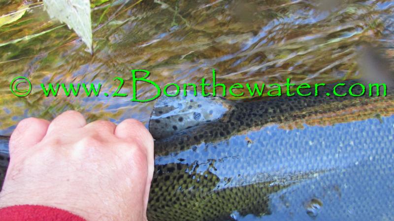 salmon river, death stonefly, dss streamer, pulaski ny, stonefly, salmon fishing