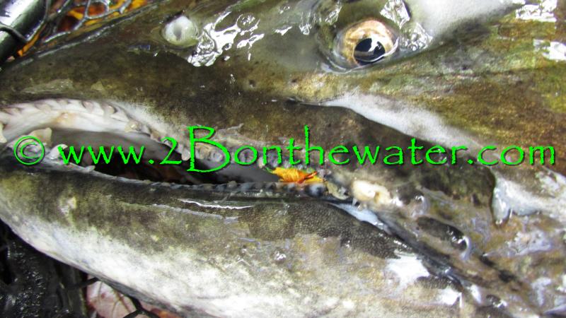 salmon river, pulaski, NY, salmon fly, king salmon, chinook salmon, egg fly