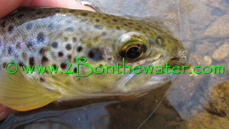 wild brown trout, Berks County, brown trout