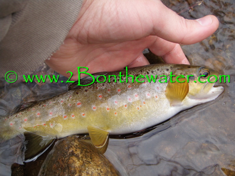 wild brown, fat trout, caddis dry fly, cdc caddis, skitter