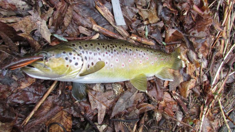 wild brown trout, ambrose custom lures, HOSS WILD BROWN