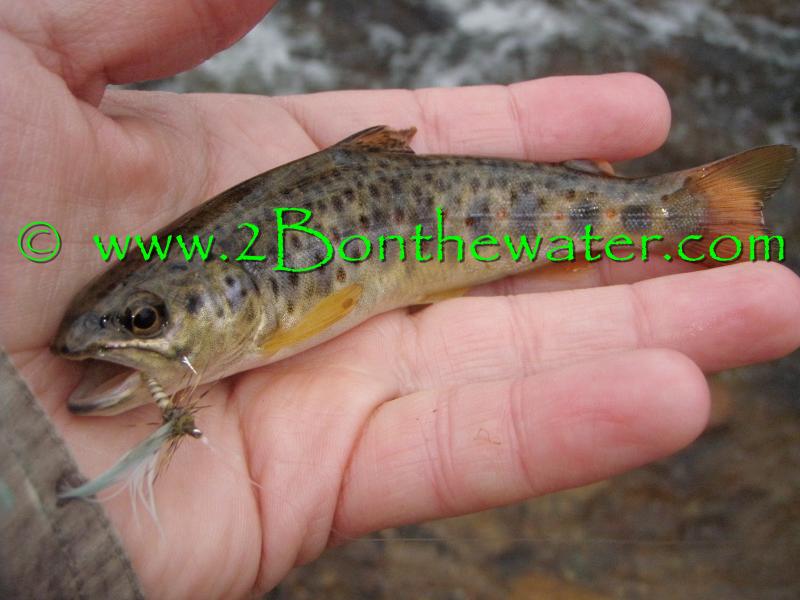 wild brown trout, Quill Gordon, dry fly fishing