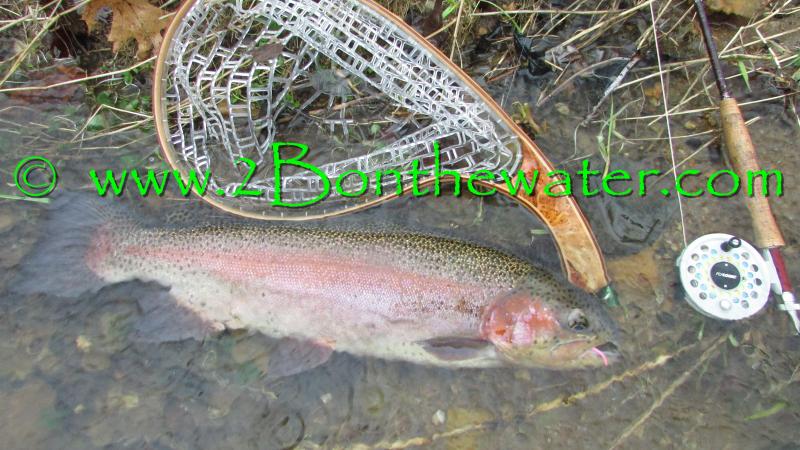 goldend rainbow trout, PA Fly Fishing reports, Hendrickson, mayfly, caddis