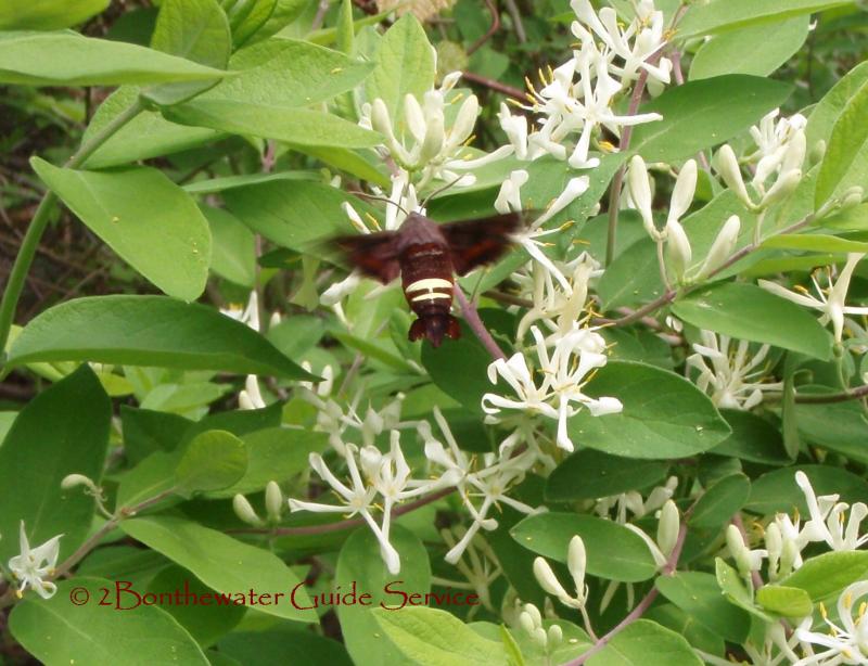 Hummingbird Moth