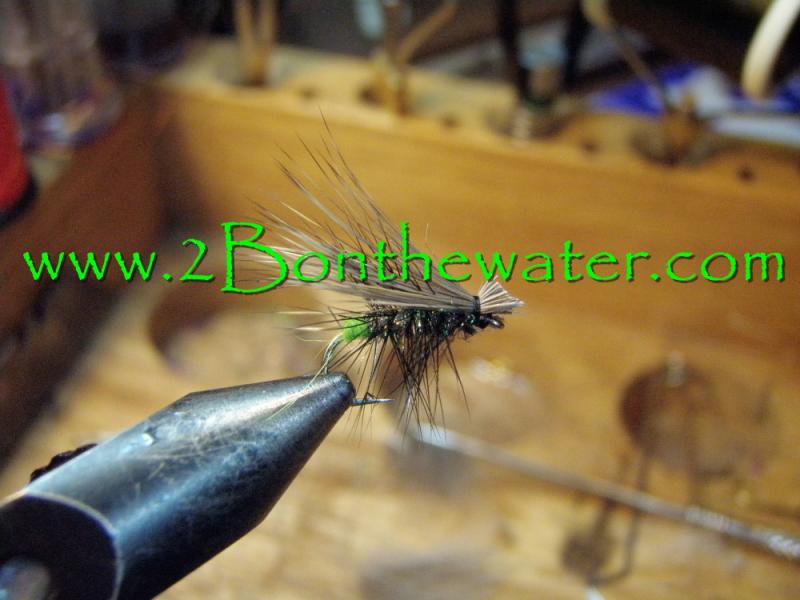 Grannom Caddis, egg sac caddis, grannom