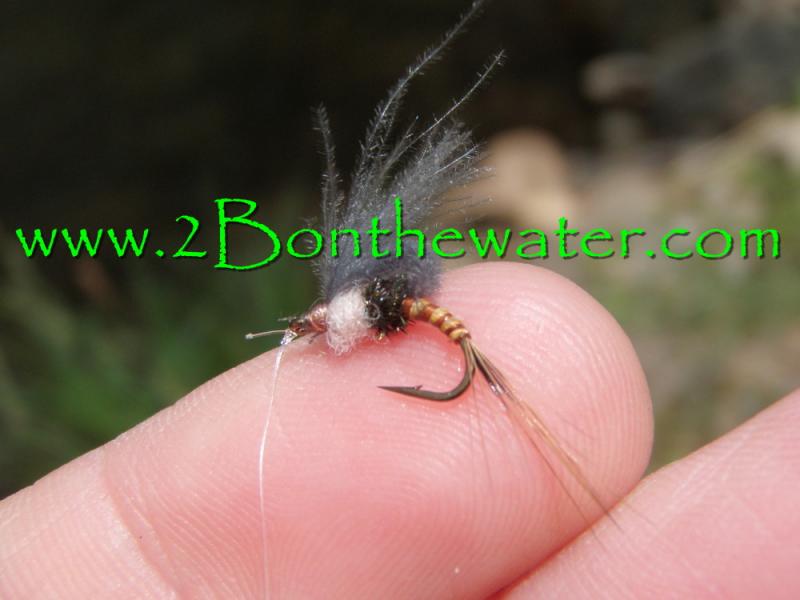 biot body hendo emerger, Hendo emerger