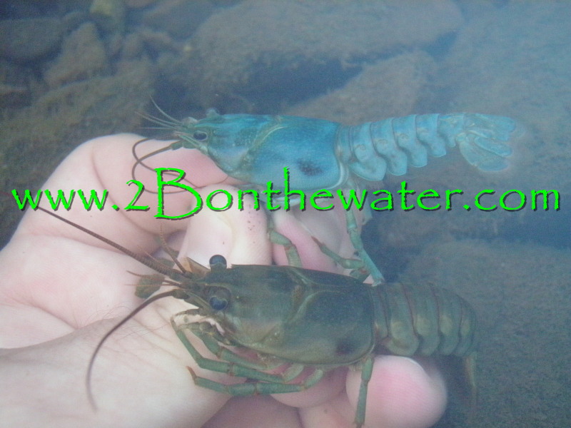 rusty crayfish, blue phase rusty crayfish
